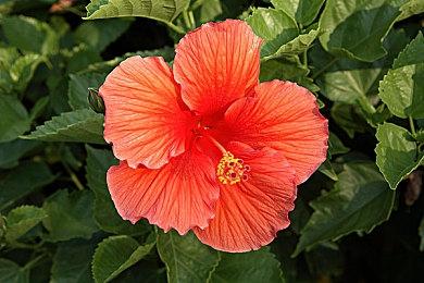 游戏发行商Aksys Games 将于2月18分享新游戏情况